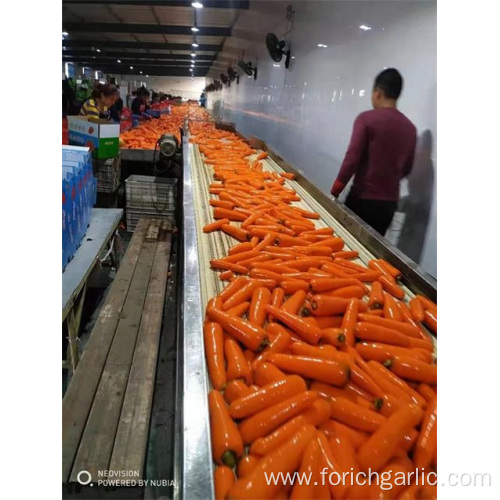New Crop Fresh Carrot Of 2019